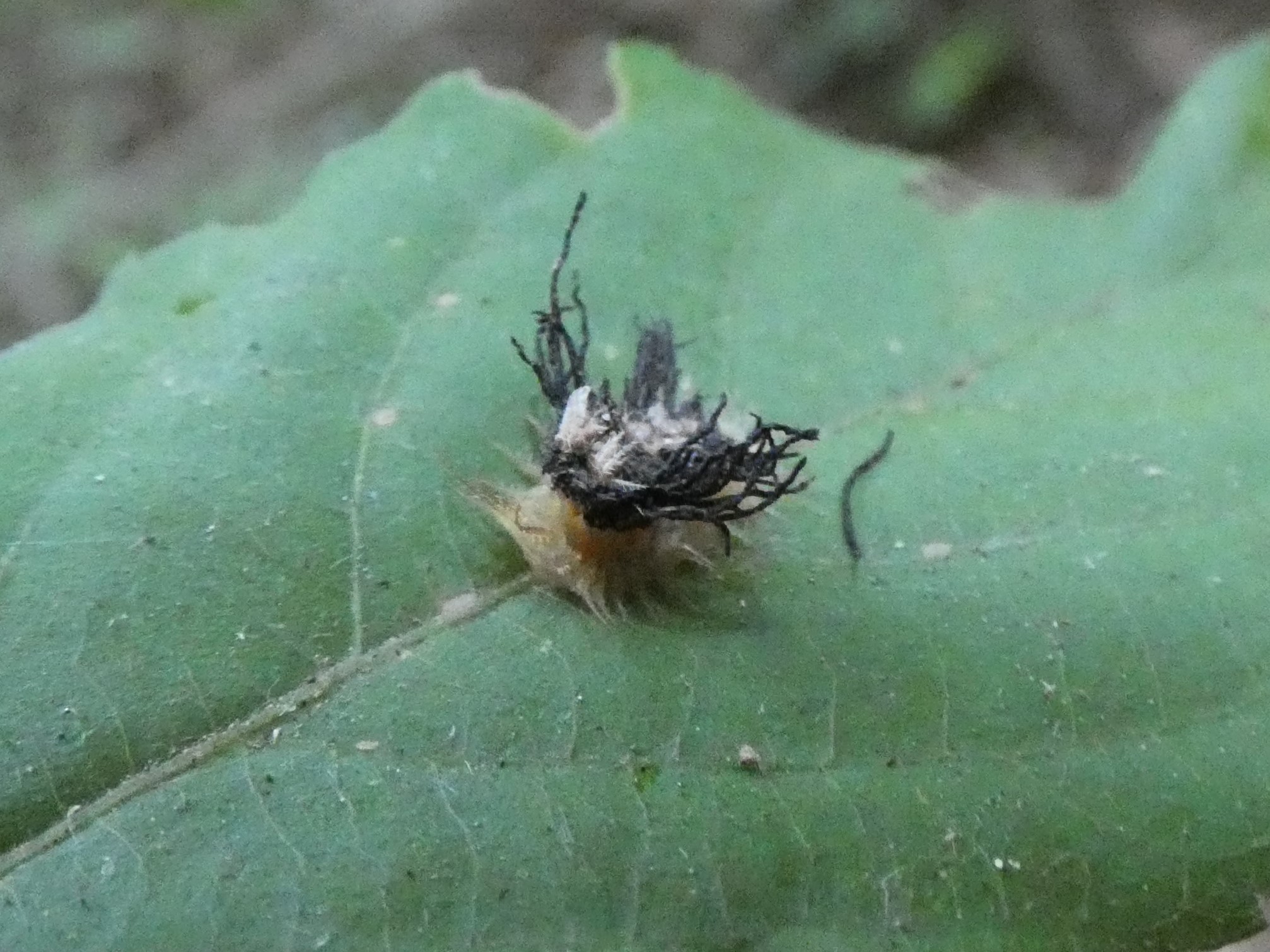 photo_5